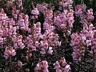 Львиный зев (Антирринум) большой (Bronze Dragon F1)