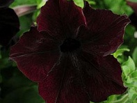 Петуния крупноцветковая (Sophistica F1)