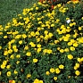 Бархатцы отклоненные (Tagetes patula)