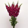 Львиный зев (Антирринум) большой (Antirrhinum majus)