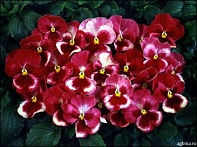 Виола Виттрока