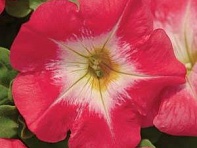 Петуния многоцветковая (Mirage F1)