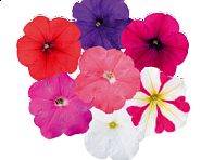 Петуния многоцветковая (генетически компактная) (Boom HD F1)