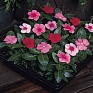 Катарантус розовый (Vinca rosea)