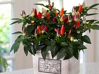 Перец летний (Acapulco)