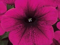 Петуния многоцветковая (Mirage F1)