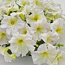 Петуния крупноцветковая (Petunia grandiflora)