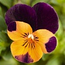 Виола рогатая (Viola cornuta)