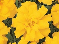 Бархатцы отклоненные (Durango)