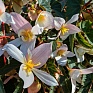 Бегония гибридная ампельная (зеленая листва) (Begonia hybrida)