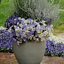 Виола виттрока ампельная (Viola wittrockiana)