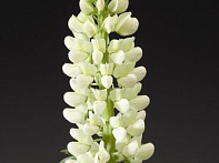 Наперстянка пурпурная