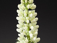 Наперстянка пурпурная (Camelot F1)