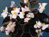 Бегония вечноцветущая (бронзовая листва) (Eureka F1)