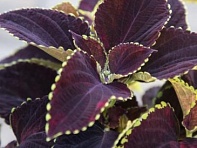 Колеус Блюме (Mezmerize)