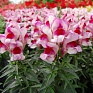 Львиный зев (Антирринум) большой (Antirrhinum majus)
