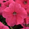 Петуния ампельная гибридная (Petunia х hybrida)