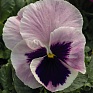 Виола виттрока (Viola wittrockiana)