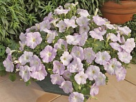 Петуния ампельная гибридная