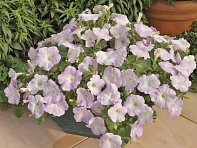 Петуния ампельная гибридная (Ramblin F1)