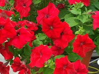 Петуния ампельная гибридная