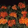 Примула бесстебельная (Primula acaulis)