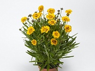 Кореопсис крупноцветковый (Andiamo)