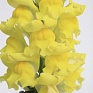 Львиный зев (Антирринум) большой (Antirrhinum majus)