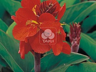 Канна садовая (Tropical)