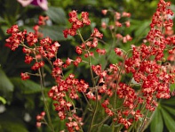 Гейхера кроваво-красная (Coral forest)