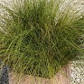 Осока власовидная (Carex comans)
