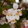 Бегония гибридная ампельная (зеленая листва) (Begonia hybrida)