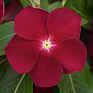 Катарантус розовый (Vinca rosea)
