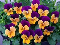 Виола рогатая