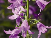 Колокольчик рапунцелевидный (Cambell)