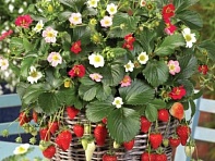 Земляника ананасная (Rainbow Treasure F1)