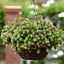 Душица круглолистная (Origanum rotundifolium)