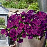 Петуния ампельная гибридная (Petunia х hybrida)
