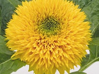 Подсолнечник летний (Teddy Bear)