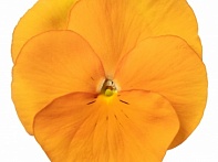 Виола Виттрока