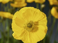 Мак голостебельный (Spring Fever)