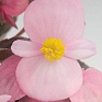 Бегония вечноцветущая (бронзовая листва) (Begonia semperflorens)