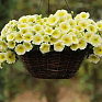 Петуния ампельная гибридная (Petunia х hybrida)
