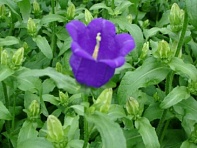 Колокольчик средний (Award F1)