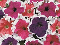 Петуния крупноцветковая (Frost F1)