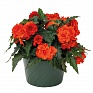Бегония клубневая махровая ампельная (Begonia tuberhybrida)