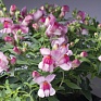 Львиный зев (Антирринум) большой (Antirrhinum majus)