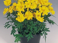 Космея сернисто-желтая (Cosmic)