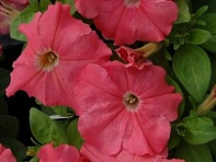 Петуния многоцветковая (генетически компактная) (Mambo GP F1)