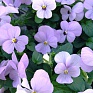 Виола рогатая (Viola cornuta)
